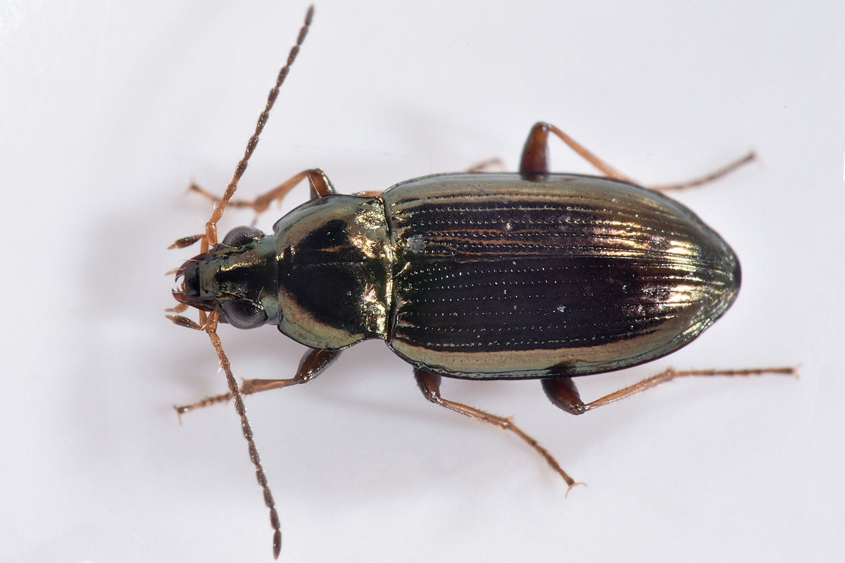 Carabidae: Odontium (Eurytrachelus) laticolle